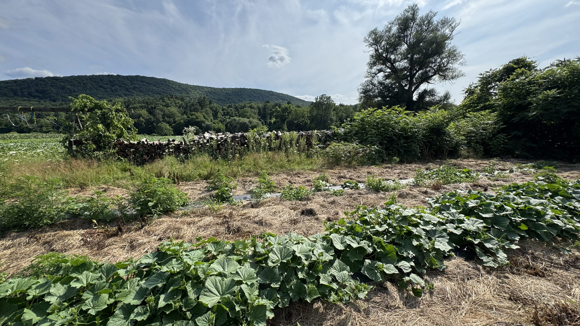 Photo from Ford Farm